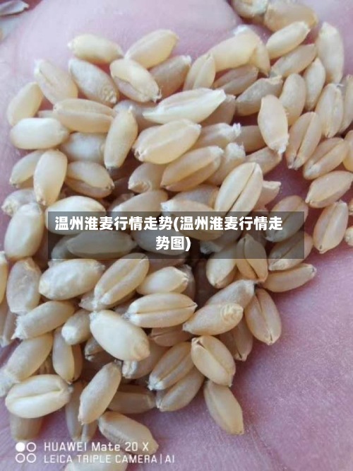 温州淮麦行情走势(温州淮麦行情走势图)