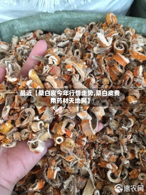 最近【桑白皮今年行情走势,桑白皮费用中药材天地网】
