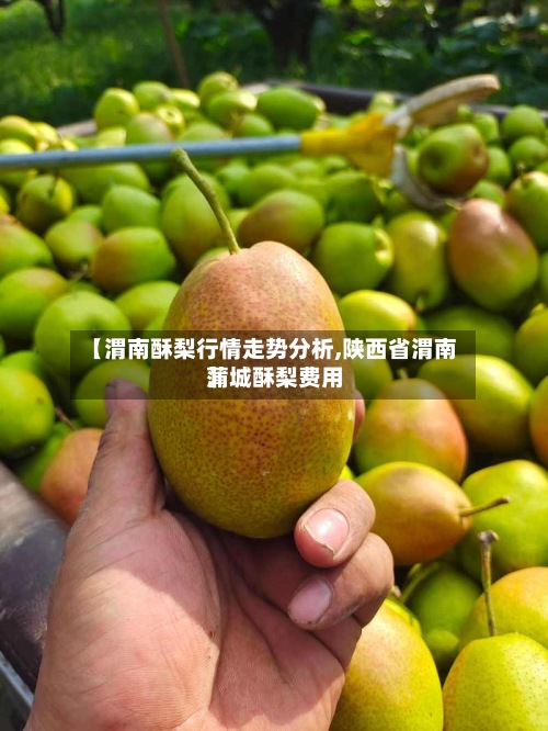 【渭南酥梨行情走势分析,陕西省渭南蒲城酥梨费用
】