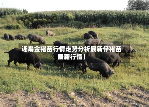 近来
【乌金猪苗行情走势分析最新仔猪苗费用
最新行情】