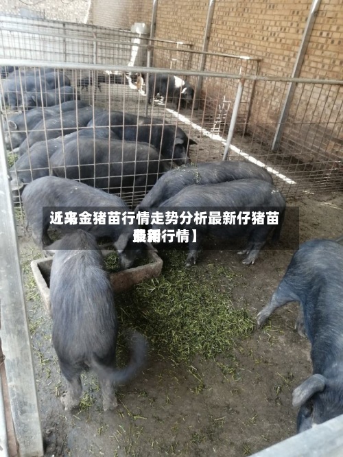 近来
【乌金猪苗行情走势分析最新仔猪苗费用
最新行情】-第3张图片