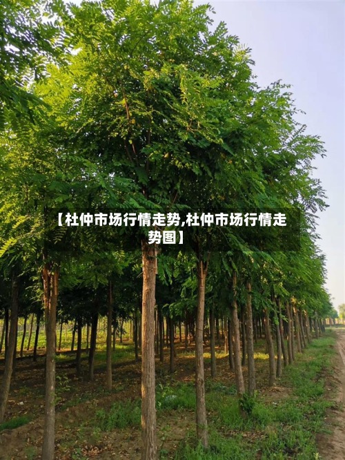 【杜仲市场行情走势,杜仲市场行情走势图】-第2张图片