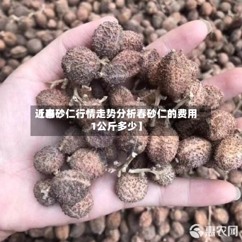 近来
【春砂仁行情走势分析春砂仁的费用
1公斤多少】-第2张图片