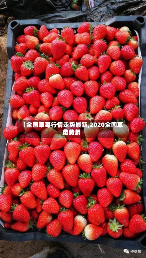 【全国草莓行情走势最新,2020全国草莓费用
走势】-第2张图片
