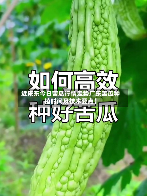 近来
【广东今日苦瓜行情走势广东苦瓜种植时间及技术要点】-第2张图片