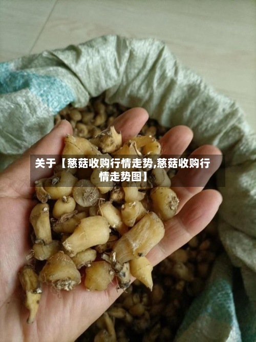 关于【慈菇收购行情走势,慈菇收购行情走势图】