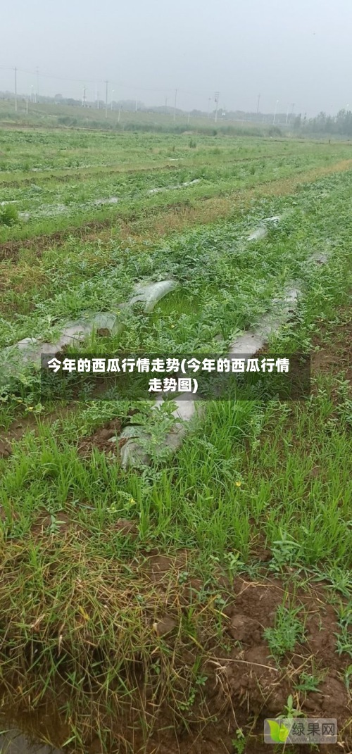 今年的西瓜行情走势(今年的西瓜行情走势图)