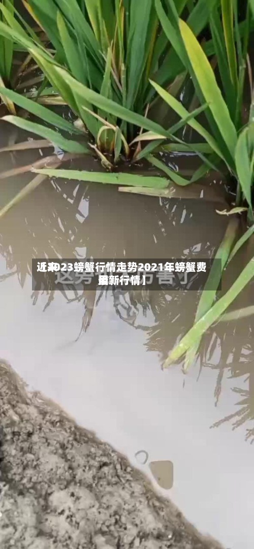近来
【2023螃蟹行情走势2021年螃蟹费用
最新行情】-第3张图片
