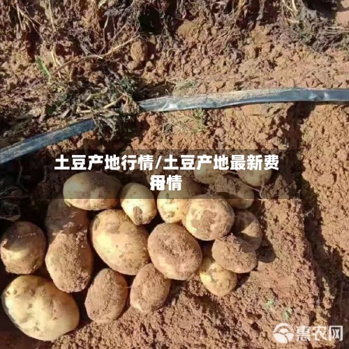 土豆产地行情/土豆产地最新费用
行情-第2张图片
