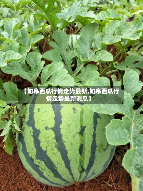 【如皋西瓜行情走势最新,如皋西瓜行情走势最新消息】-第2张图片