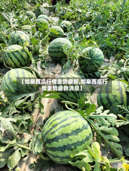 【如皋西瓜行情走势最新,如皋西瓜行情走势最新消息】