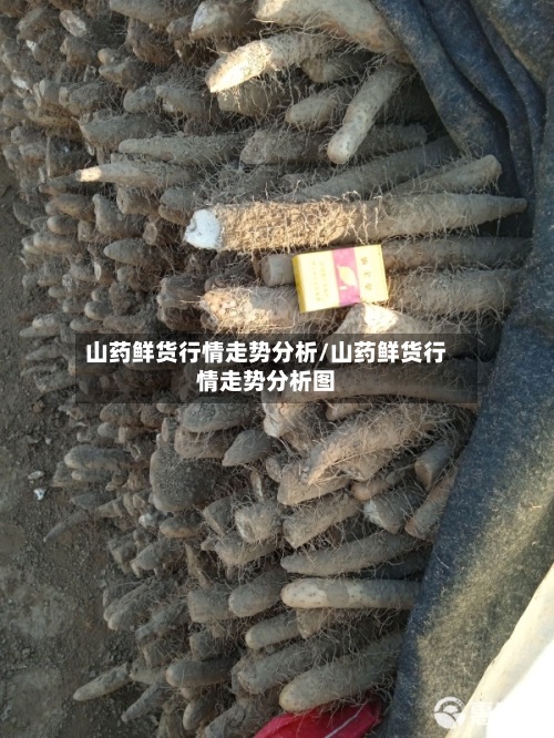 山药鲜货行情走势分析/山药鲜货行情走势分析图