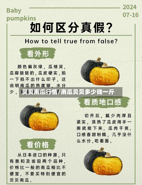 贝贝南瓜行情/南瓜贝贝多少钱一斤