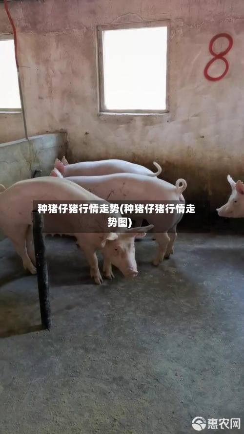 种猪仔猪行情走势(种猪仔猪行情走势图)