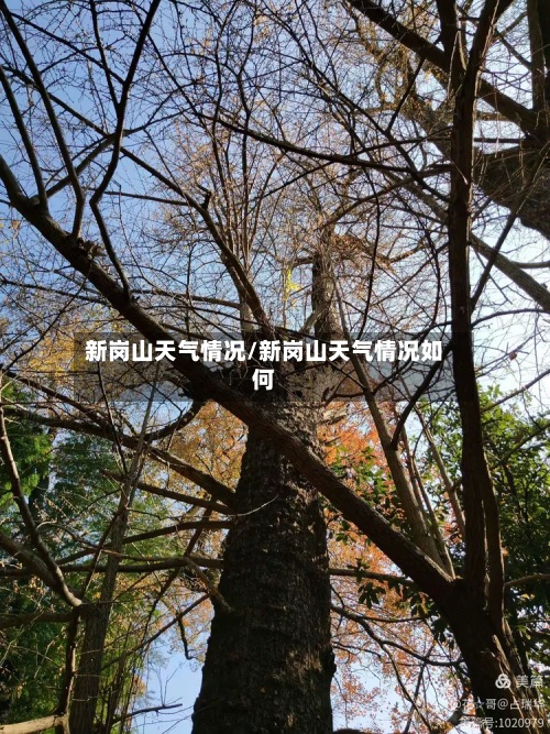 新岗山天气情况/新岗山天气情况如何-第3张图片