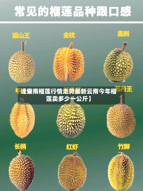 近来
【云南榴莲行情走势最新云南今年榴莲卖多少一公斤】-第2张图片