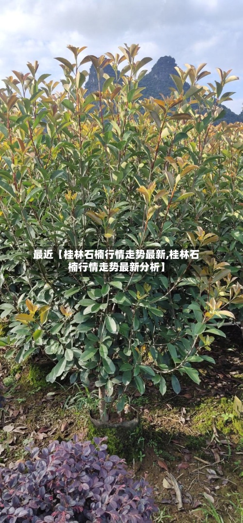 最近【桂林石楠行情走势最新,桂林石楠行情走势最新分析】-第2张图片