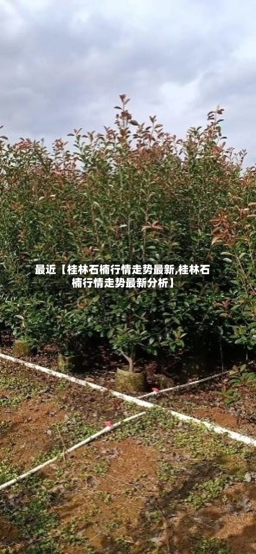 最近【桂林石楠行情走势最新,桂林石楠行情走势最新分析】