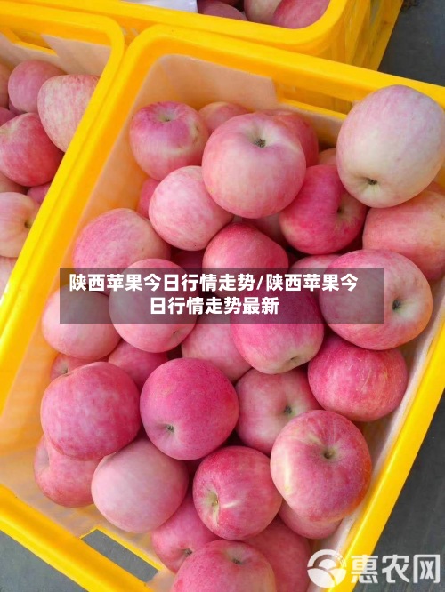 陕西苹果今日行情走势/陕西苹果今日行情走势最新