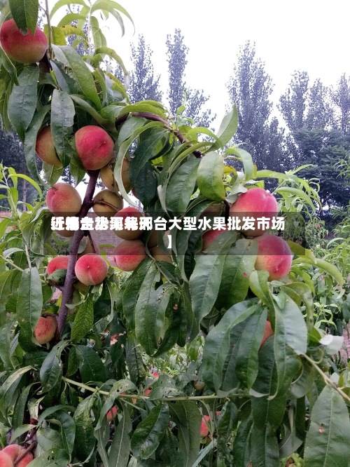 近来【邢台水果每天行情走势河北邢台大型水果批发市场】