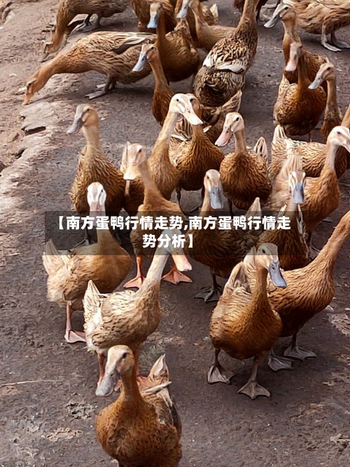 【南方蛋鸭行情走势,南方蛋鸭行情走势分析】-第2张图片
