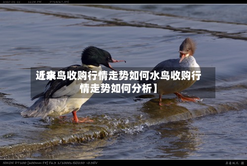 近来
【水鸟收购行情走势如何水鸟收购行情走势如何分析】-第2张图片