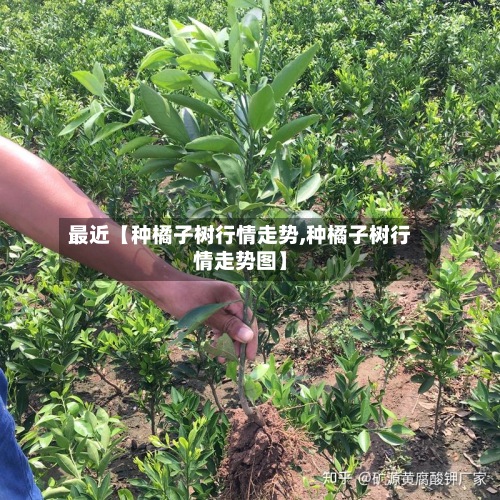 最近【种橘子树行情走势,种橘子树行情走势图】