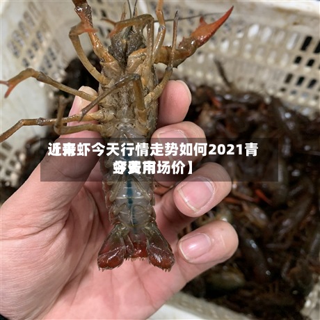 近来
【青虾今天行情走势如何2021青虾费用
今天市场价】-第2张图片