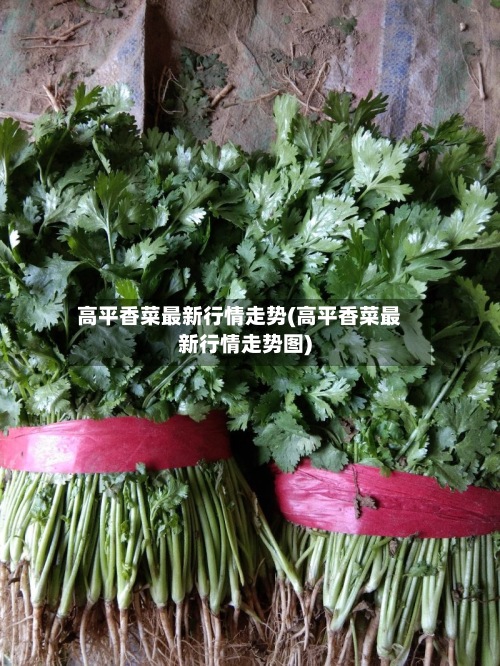 高平香菜最新行情走势(高平香菜最新行情走势图)