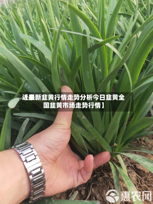 近来【最新韭黄行情走势分析今日韭黄全国韭黄市场走势行情】