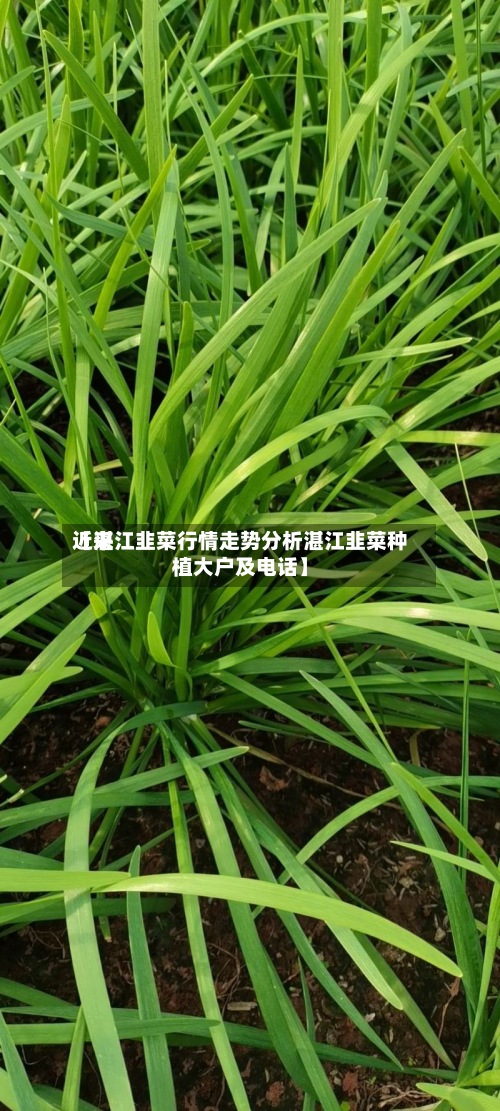 近来
【湛江韭菜行情走势分析湛江韭菜种植大户及电话】-第2张图片