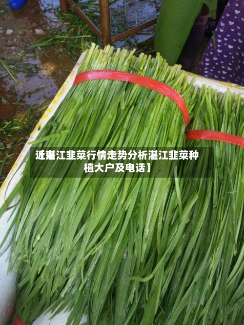 近来【湛江韭菜行情走势分析湛江韭菜种植大户及电话】