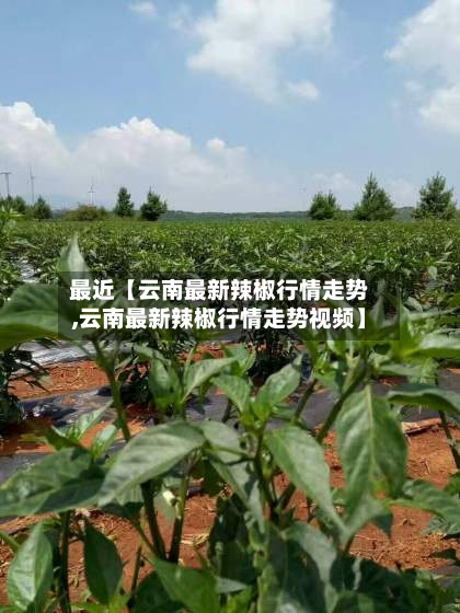 最近【云南最新辣椒行情走势,云南最新辣椒行情走势视频】-第2张图片