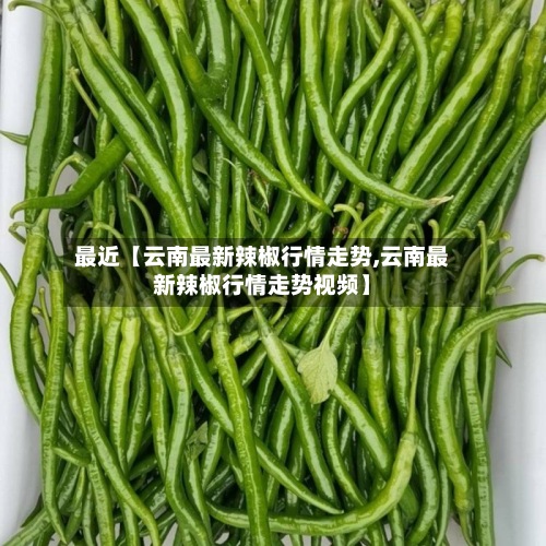 最近【云南最新辣椒行情走势,云南最新辣椒行情走势视频】-第3张图片