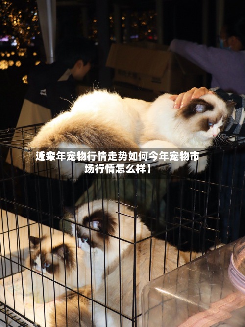 近来
【今年宠物行情走势如何今年宠物市场行情怎么样】