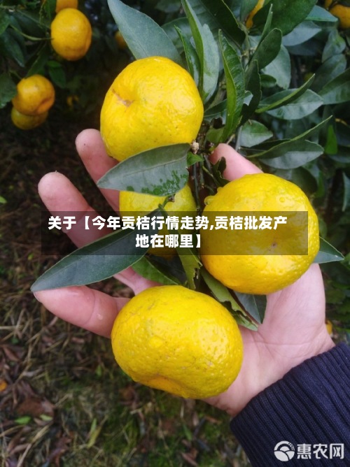 关于【今年贡桔行情走势,贡桔批发产地在哪里】