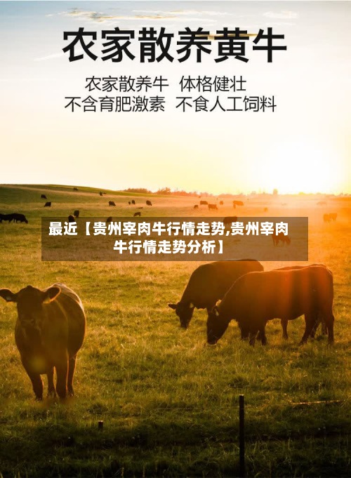 最近【贵州宰肉牛行情走势,贵州宰肉牛行情走势分析】