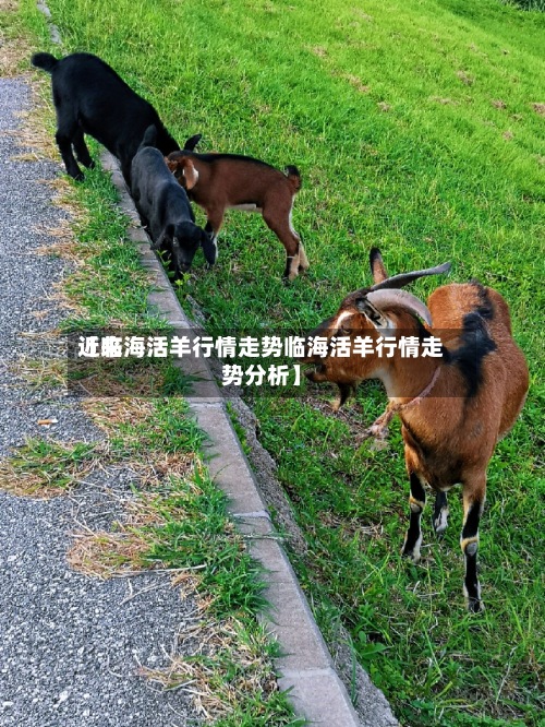 近来
【临海活羊行情走势临海活羊行情走势分析】