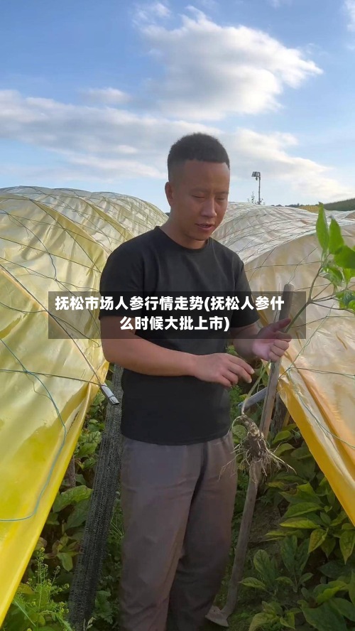 抚松市场人参行情走势(抚松人参什么时候大批上市)