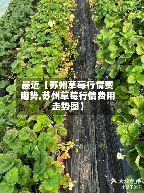最近【苏州草莓行情费用
走势,苏州草莓行情费用
走势图】-第3张图片