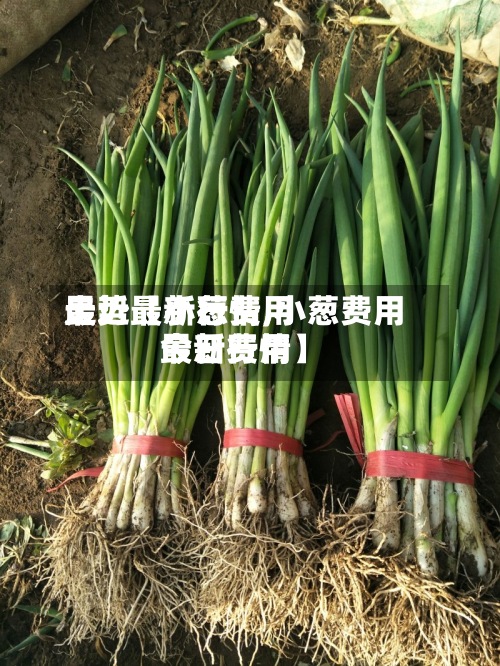 最近【小葱费用走势最新行情,小葱费用今日费用最新行情】