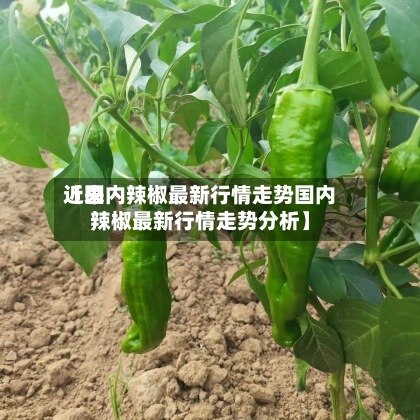 近来
【国内辣椒最新行情走势国内辣椒最新行情走势分析】-第2张图片