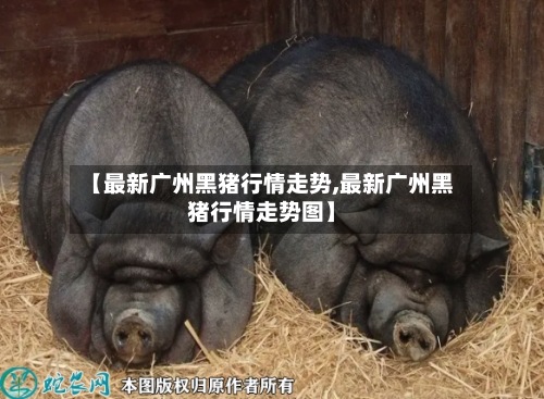 【最新广州黑猪行情走势,最新广州黑猪行情走势图】
