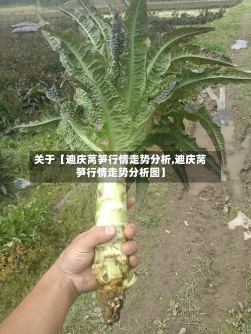 关于【迪庆莴笋行情走势分析,迪庆莴笋行情走势分析图】-第2张图片