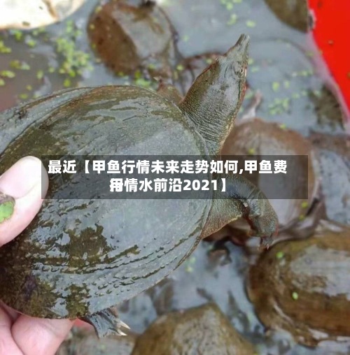 最近【甲鱼行情未来走势如何,甲鱼费用行情水前沿2021】