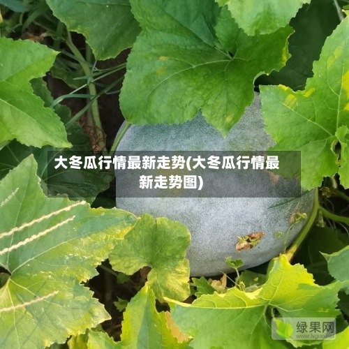 大冬瓜行情最新走势(大冬瓜行情最新走势图)-第3张图片
