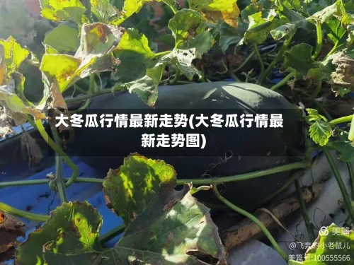 大冬瓜行情最新走势(大冬瓜行情最新走势图)