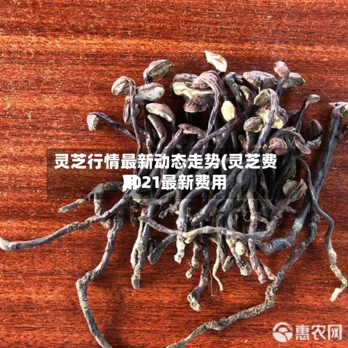 灵芝行情最新动态走势(灵芝费用
2021最新费用
)