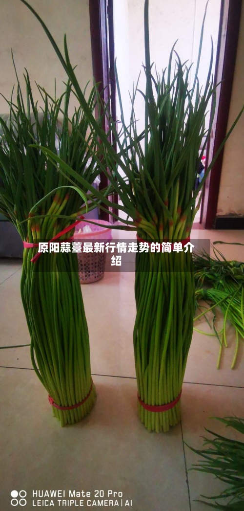 原阳蒜薹最新行情走势的简单介绍-第2张图片