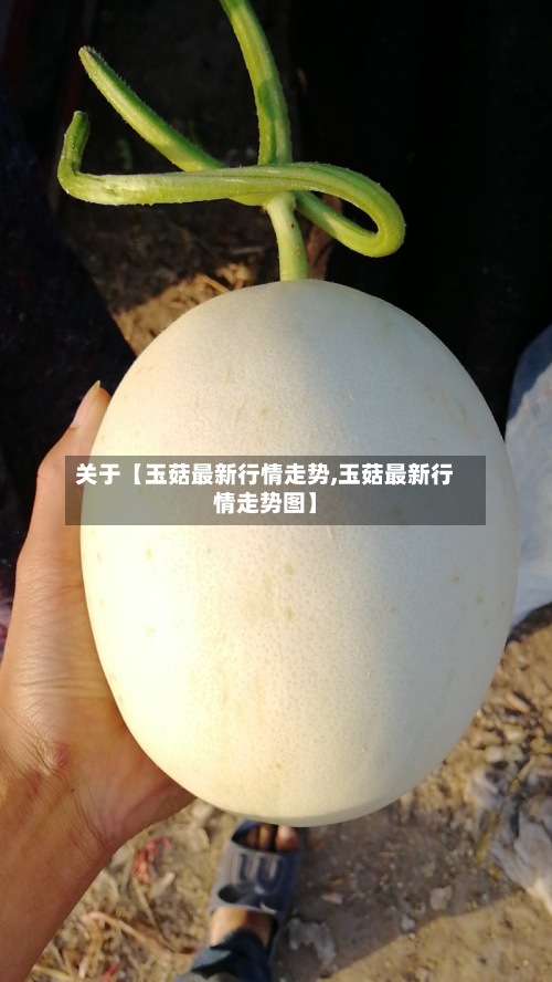 关于【玉菇最新行情走势,玉菇最新行情走势图】